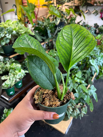 Monstera ‘Peru’