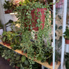 String Of Tears