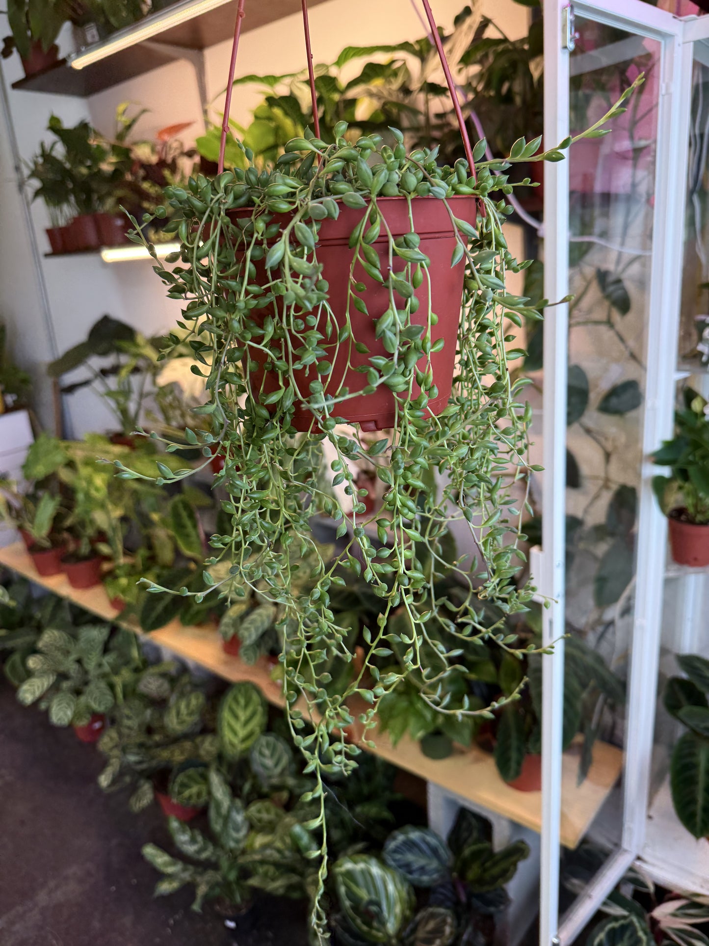 String Of Tears
