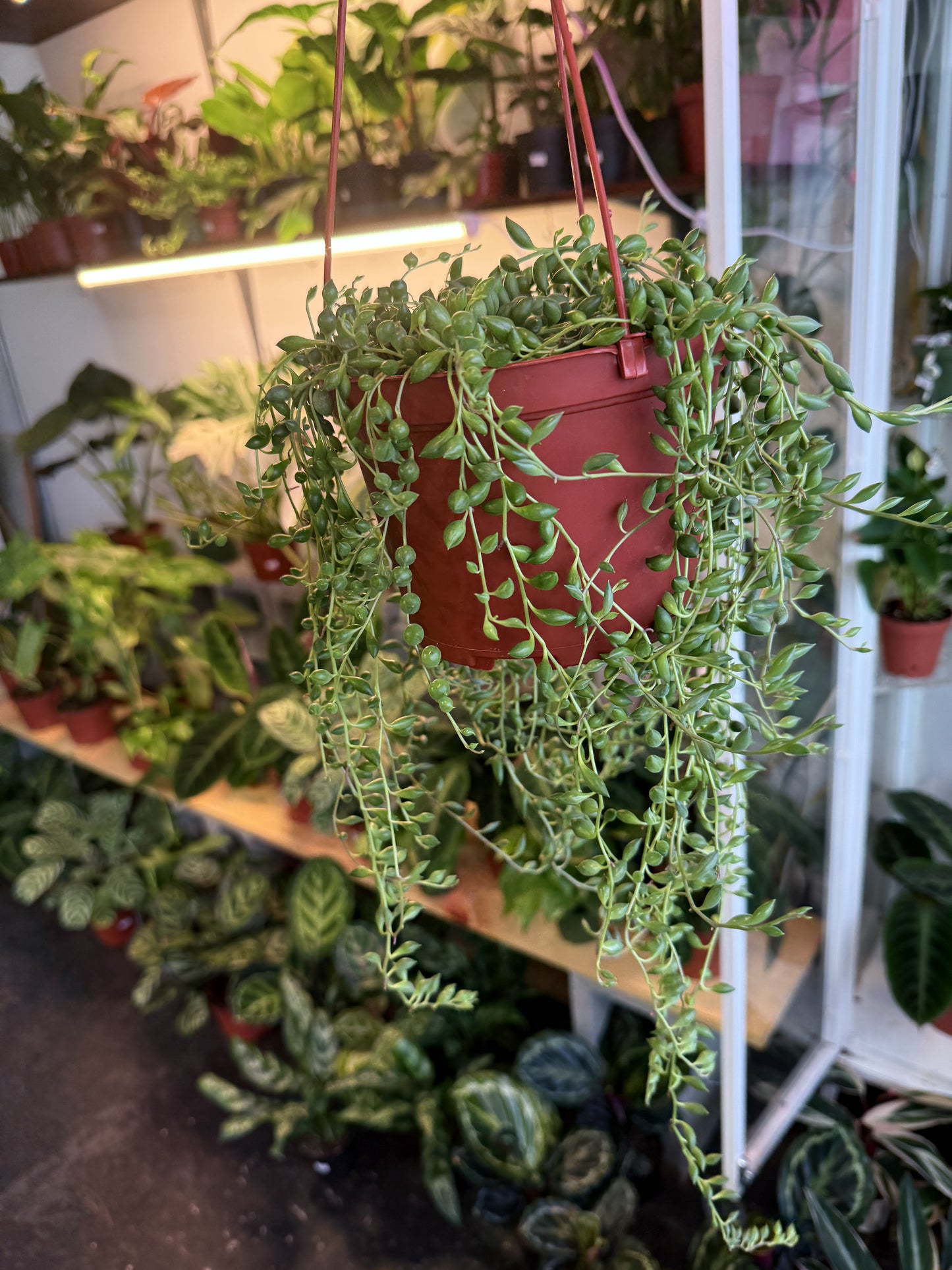 String Of Tears