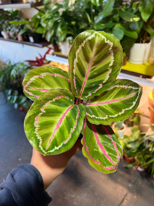 Calathea 'Dottie'