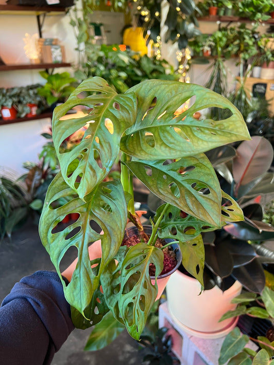 Monstera Adansonii