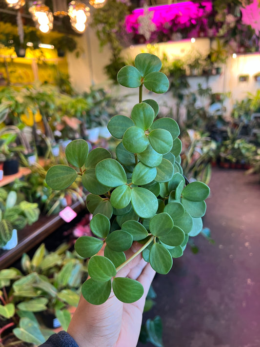 Peperomia 'Hope'