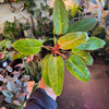 Philodendron Painted Lady