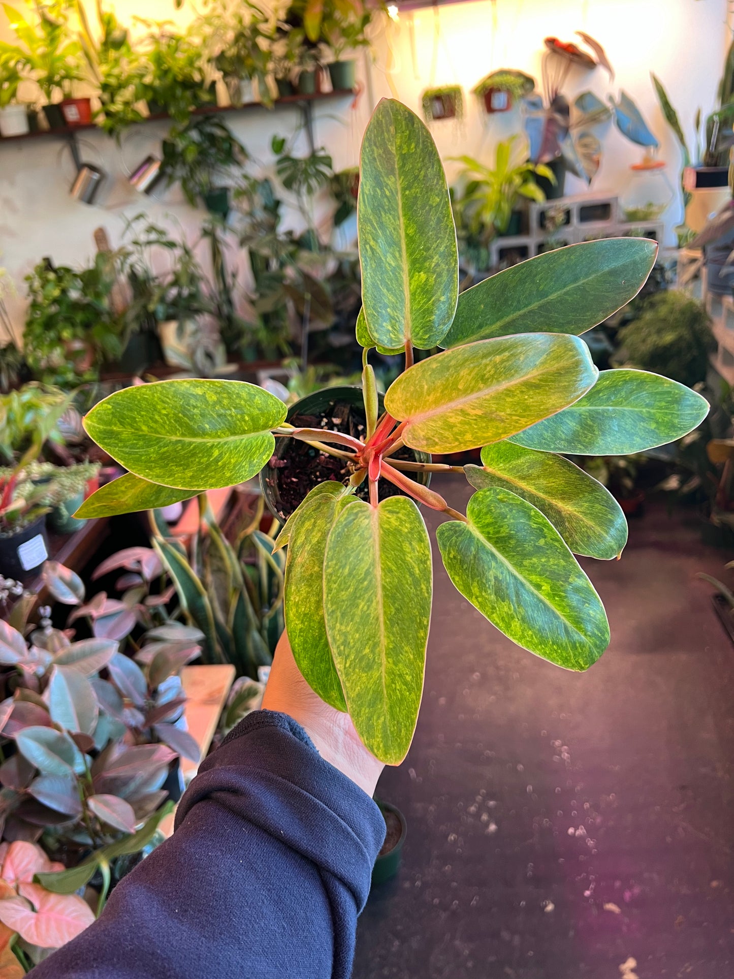 Philodendron Painted Lady
