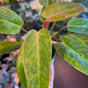 Philodendron Painted Lady