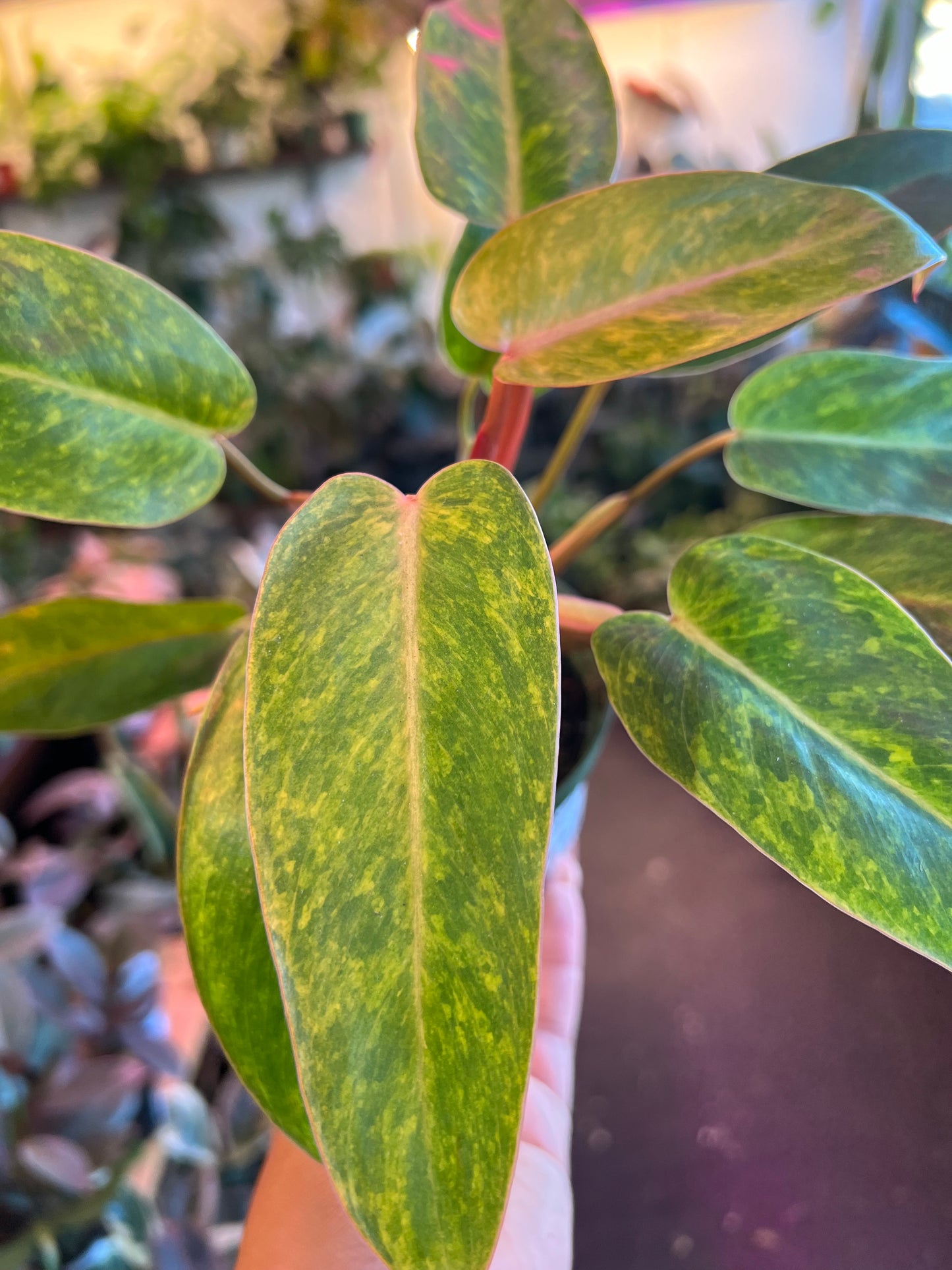 Philodendron Painted Lady