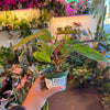 Philodendron Painted Lady