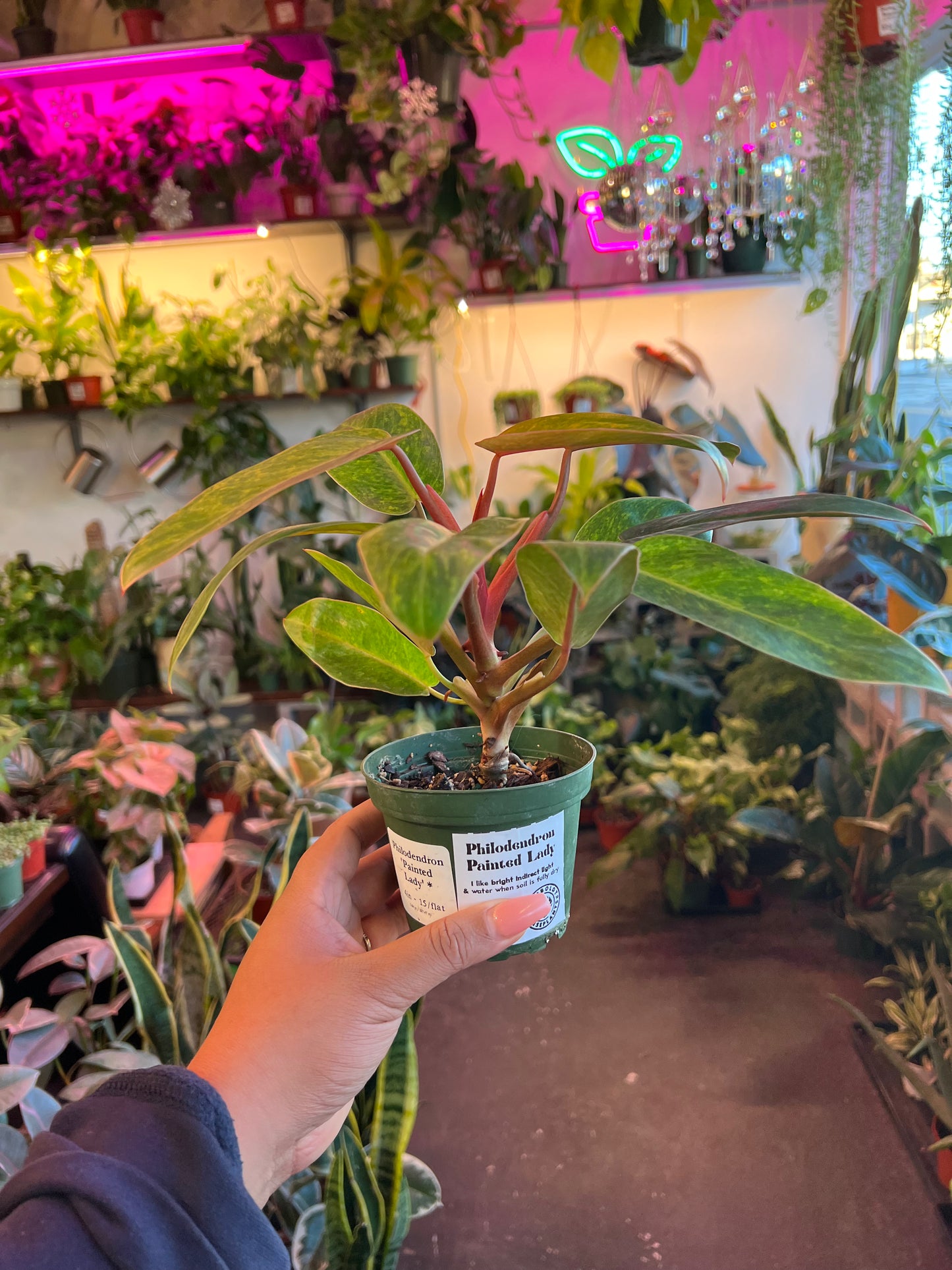 Philodendron Painted Lady
