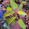 Philodendron Painted Lady