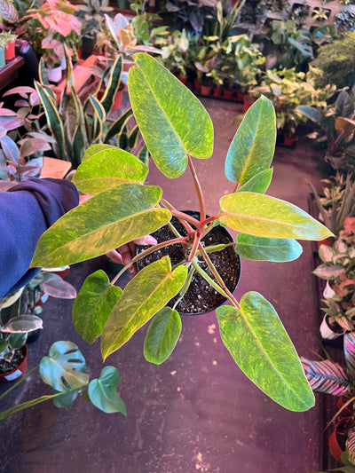 Philodendron Painted Lady