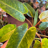 Philodendron Painted Lady