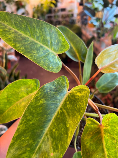 Philodendron Painted Lady