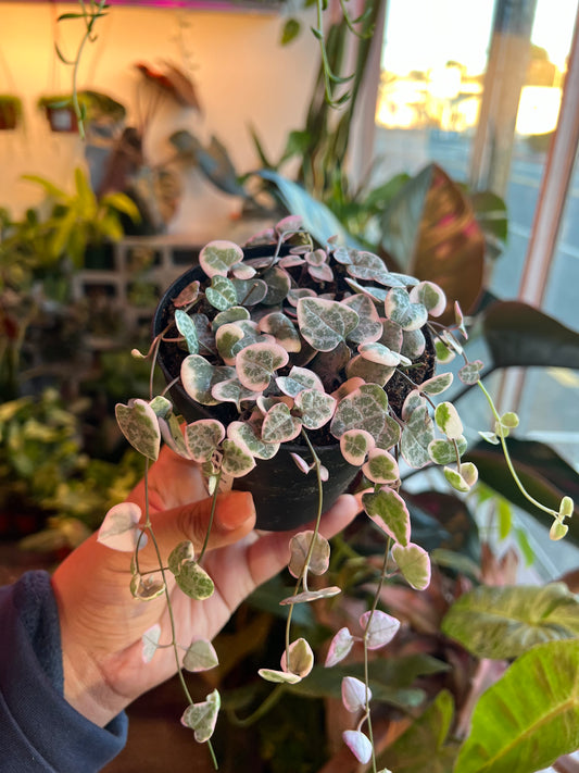 String of Hearts Variegated