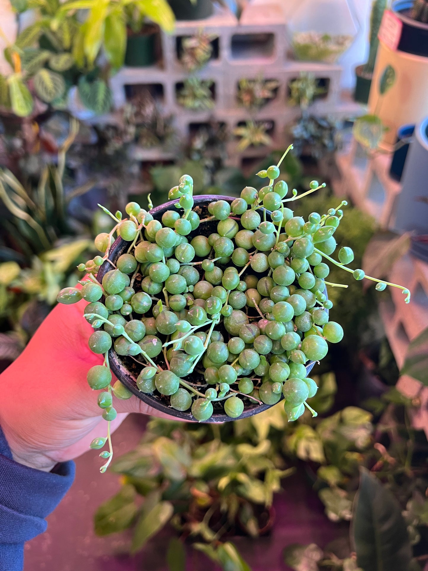 Succulent 'String of Pearls'