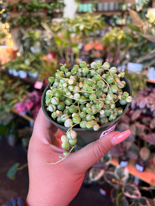 Variegated String of Pearls