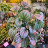 Peperomia ‘Frost’