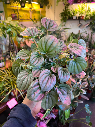 Peperomia ‘Frost’