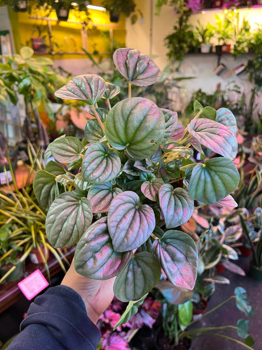 Peperomia ‘Frost’