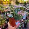 Peperomia ‘Frost’