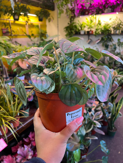 Peperomia ‘Frost’