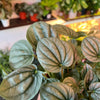 Peperomia ‘Frost’