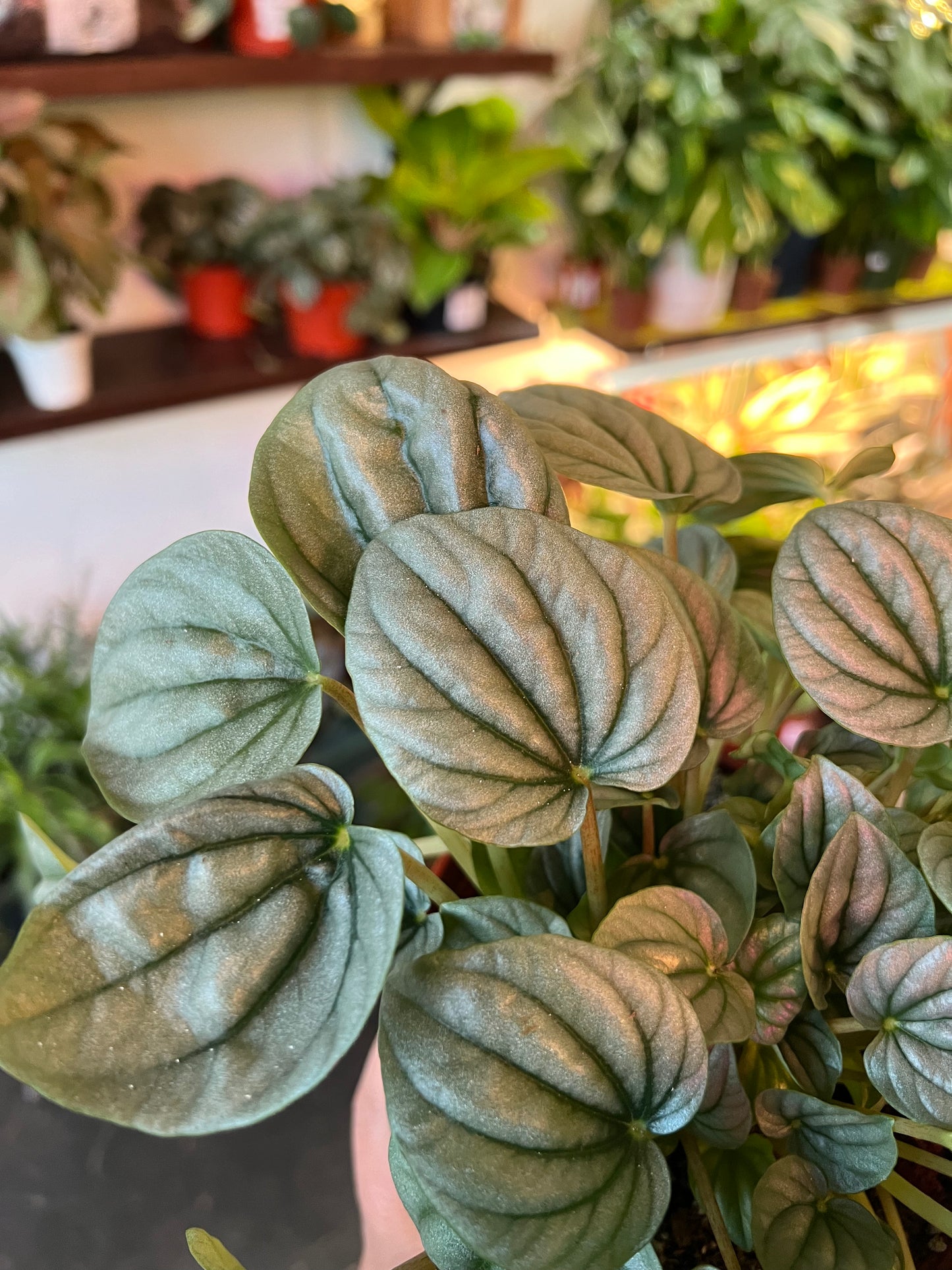 Peperomia ‘Frost’