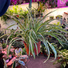 Spider Plant Variegated