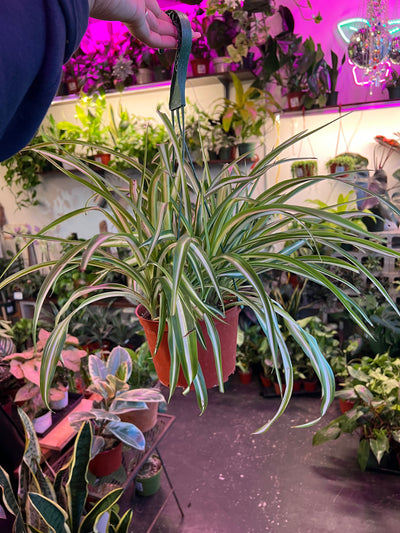 Spider Plant Variegated