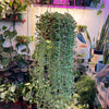 String of Bananas
