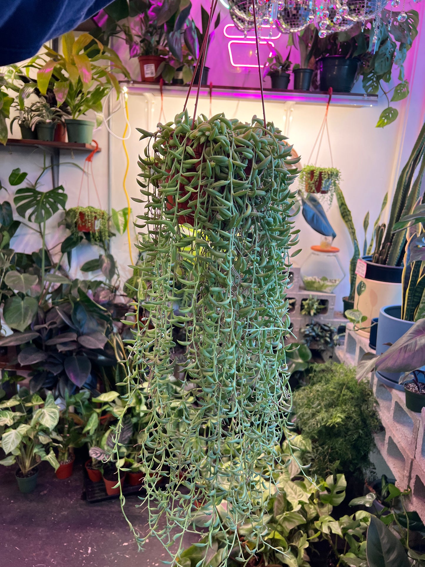 String of Bananas