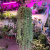 String of Bananas