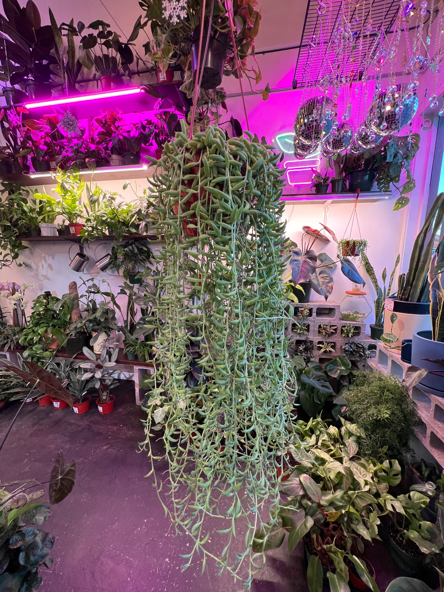 String of Bananas