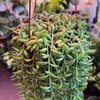 String of Bananas