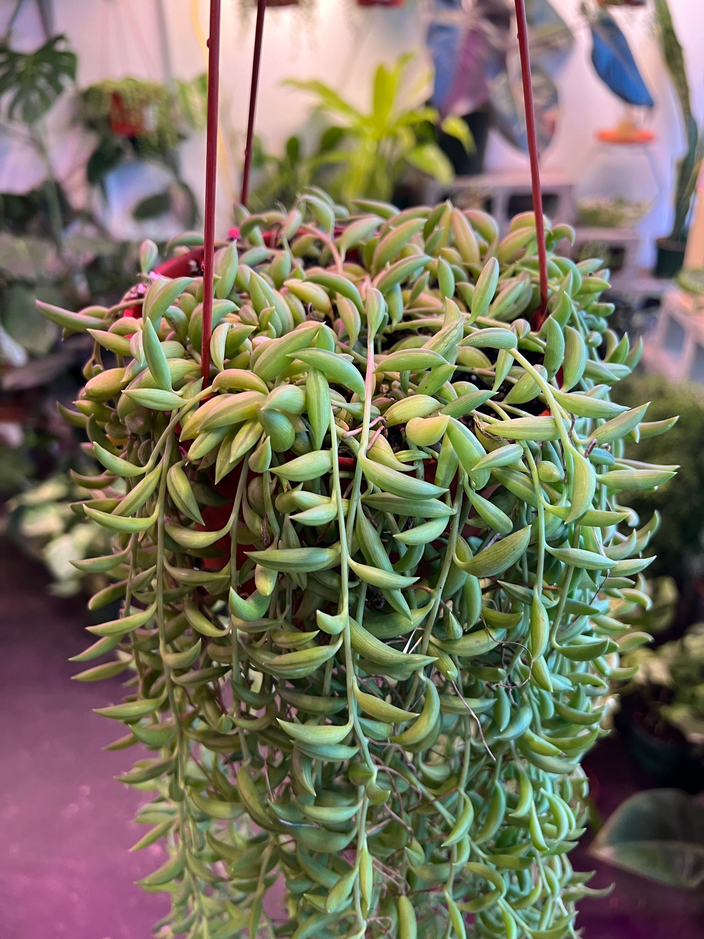 String of Bananas