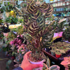 Calathea 'Makoyana'