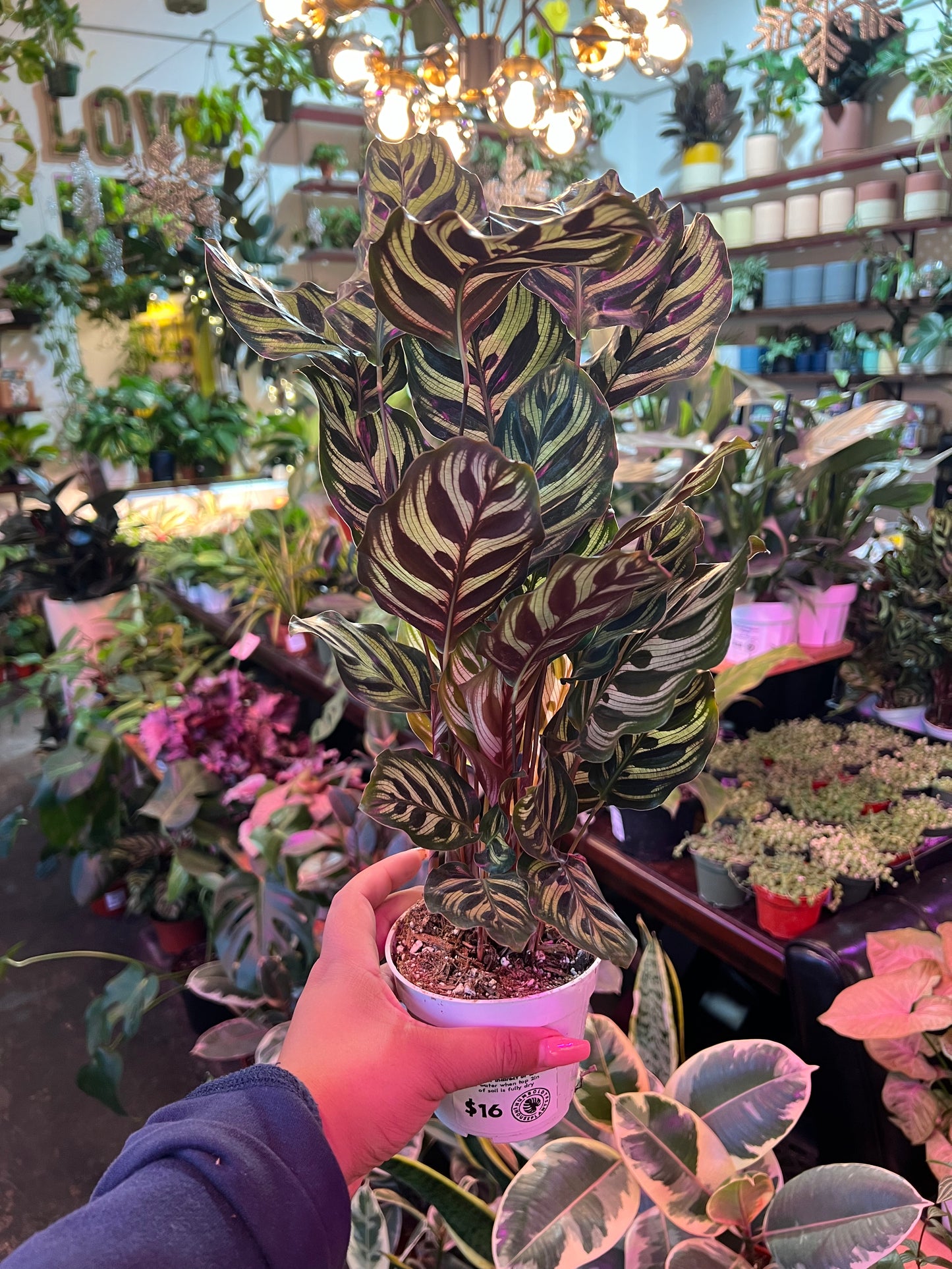Calathea 'Makoyana'