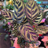 Calathea 'Makoyana'