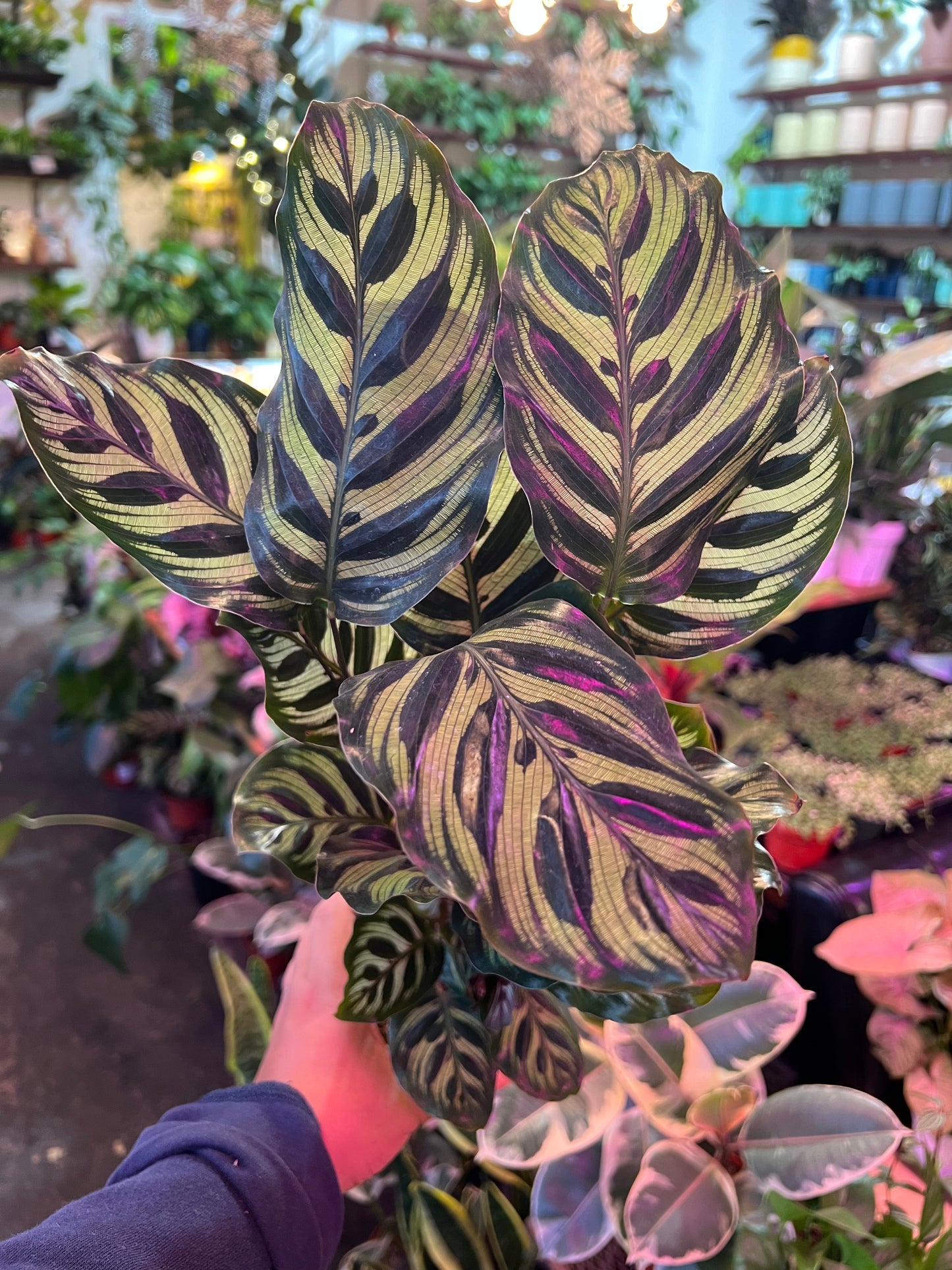 Calathea 'Makoyana'