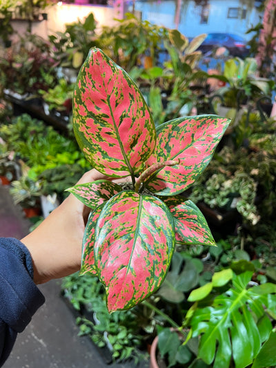 Chinese Evergreen 'Lady Valentine'