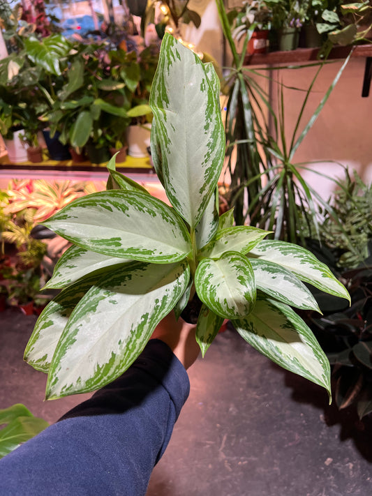 Chinese Evergreen ‘Silver Bay’