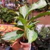 Algonema ‘Silver Bay’