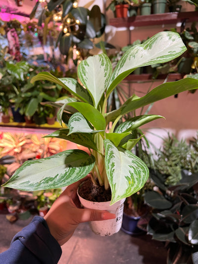 Algonema ‘Silver Bay’