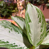Algonema ‘Silver Bay’
