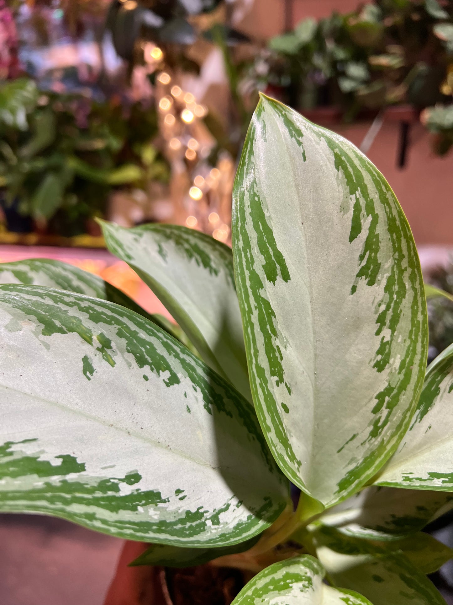 Algonema ‘Silver Bay’