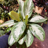 Algonema ‘Silver Bay’