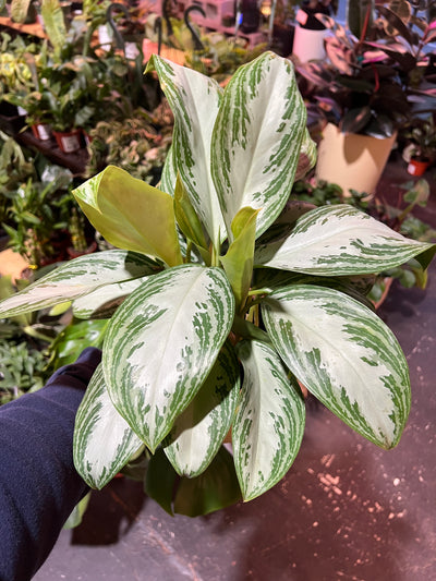 Algonema ‘Silver Bay’