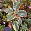 Ficus Elastica 'Tineke'
