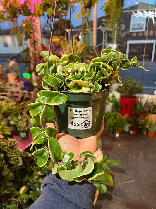 Hoya ‘Rope Plant’ Variegated