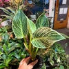Philodendron ‘Birkin'